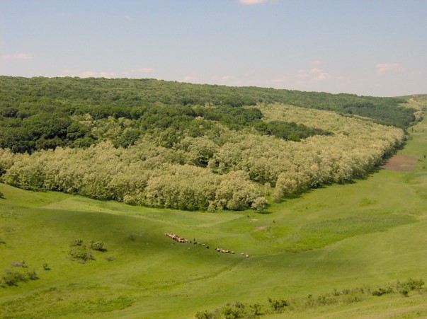 Micii „naturartiști” redescoperă pădurea la Mârzești Trail Run