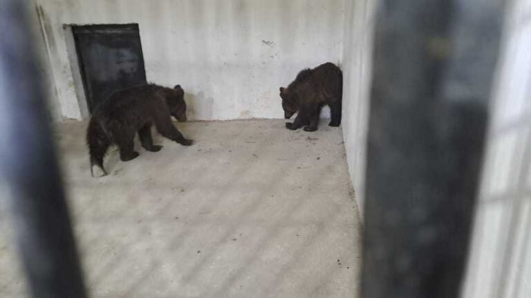 Doi pui de urs rămaşi orfani, preluaţi de Grădina Zoologică Târgu Mureş