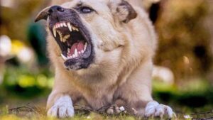 Creștere semnificativă a focarelor de rabie în județul Iași. „Facem din nou apel către populație” VIDEO