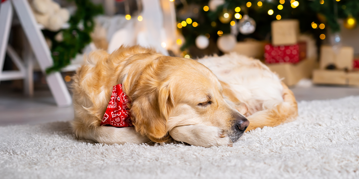 Cu cine lași animăluțul dacă pleci într-o vacanță, în perioada sărbătorilor de iarnă: cea mai bună opțiune pentru câini și pisici