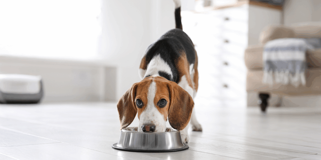  De ce nu trebuie să dai oase câinelui tău: pericole ascunse pe care mulți stăpâni le ignoră