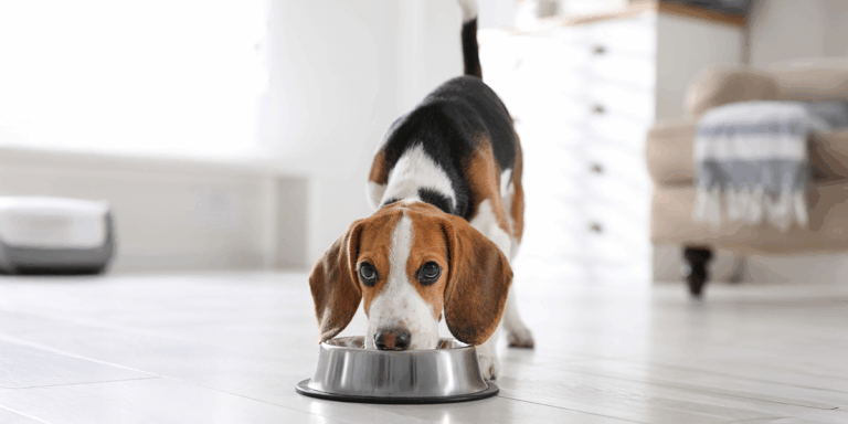 De ce nu trebuie să dai oase câinelui tău: pericole ascunse pe care mulți stăpâni le ignoră