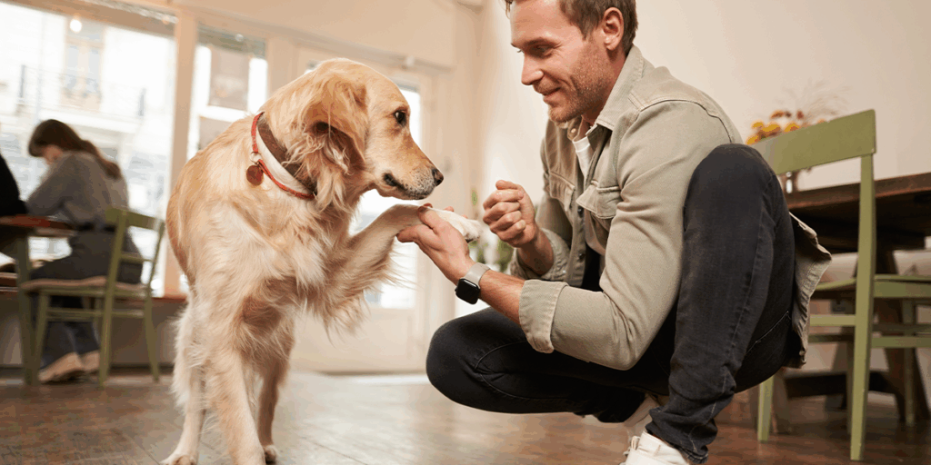  Îngrijirea articulațiilor câinilor în sezonul rece: ce trebuie să știe fiecare stăpân