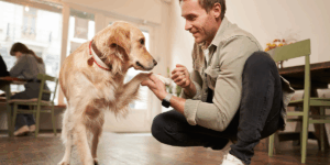 Îngrijirea articulațiilor câinilor în sezonul rece: ce trebuie să știe fiecare stăpân