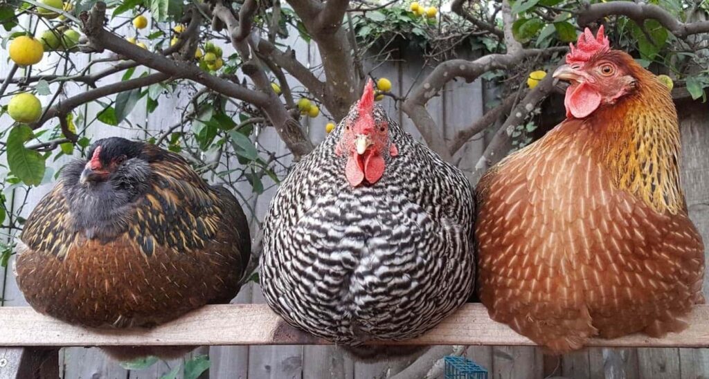  Știre nouă despre ouă