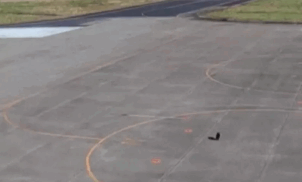  Zboruri suspendate după ce un urs a intrat pe pistă, surprins chiar în timpul unei aterizări – VIDEO