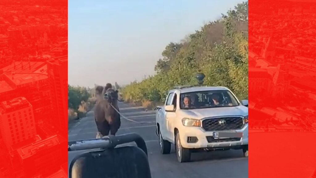  VIDEO | O cămilă, capturată de soldații ucraineni. Animalul era folosit de trupele ruse pe front
