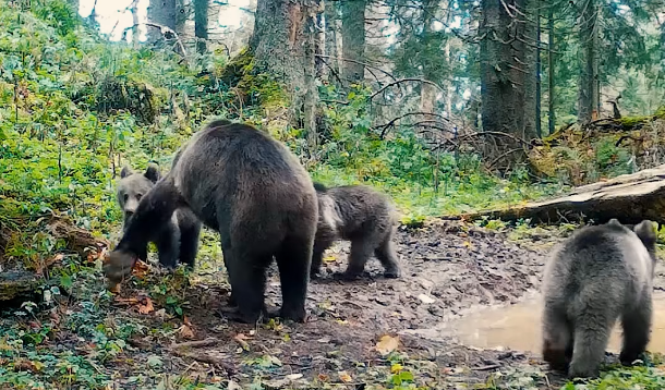 Ursoaică grijulie cu cei trei pui ai ei, surprinsă în imagini în Parcul Natural Apuseni - VIDEO