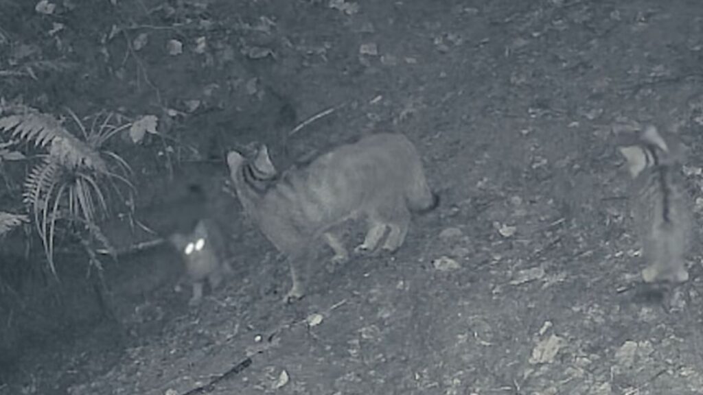  VIDEO | Trei pui de pisică sălbatică, surprinşi de camerele de monitorizare în pădurile din Marginea în timp ce se joacă alături de mama lor