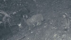 VIDEO | Trei pui de pisică sălbatică, surprinşi de camerele de monitorizare în pădurile din Marginea în timp ce se joacă alături de mama lor