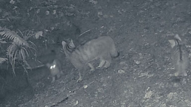 VIDEO | Trei pui de pisică sălbatică, surprinşi de camerele de monitorizare în pădurile din Marginea în timp ce se joacă alături de mama lor