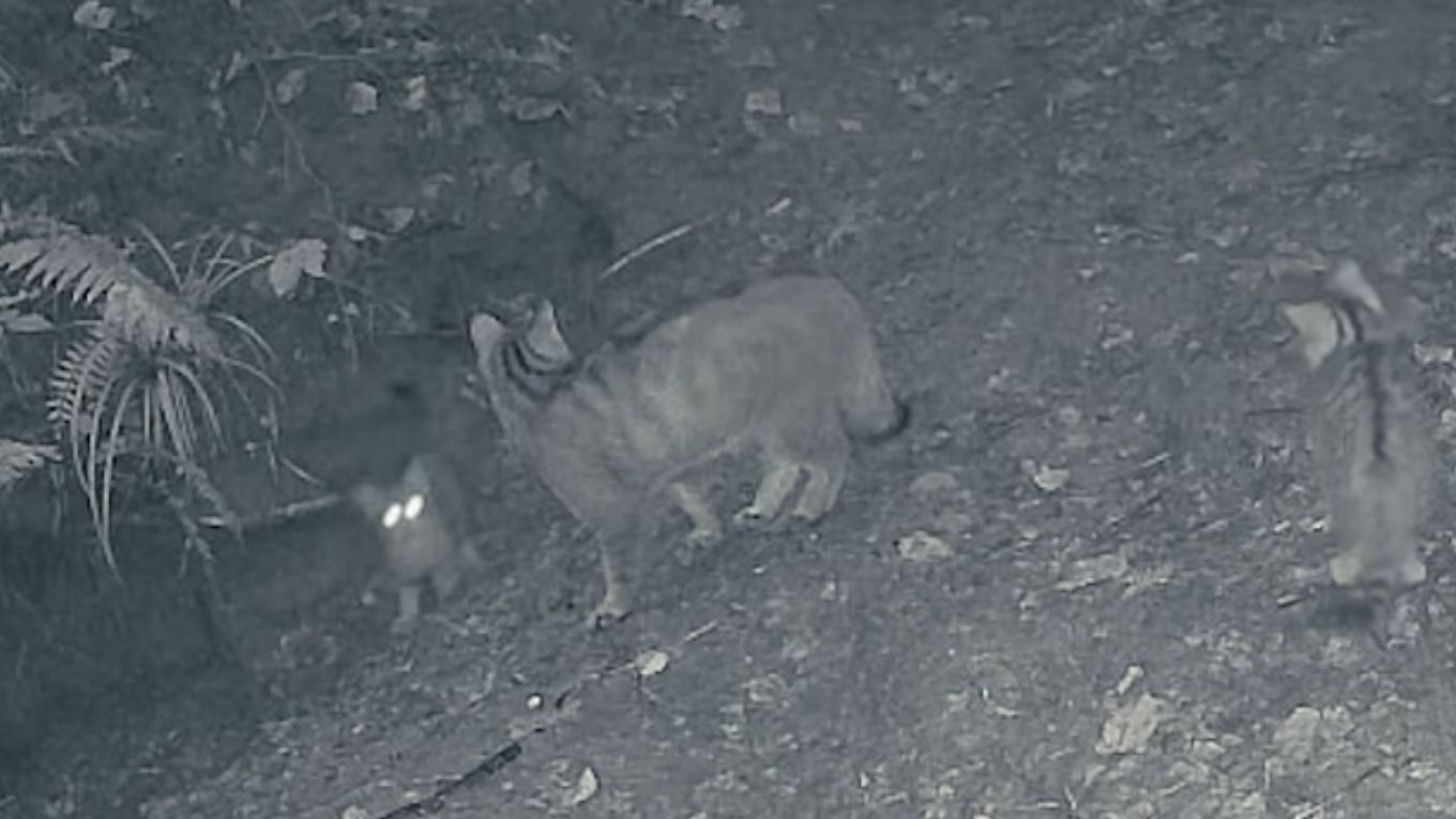 VIDEO | Trei pui de pisică sălbatică, surprinşi de camerele de monitorizare în pădurile din Marginea în timp ce se joacă alături de mama lor