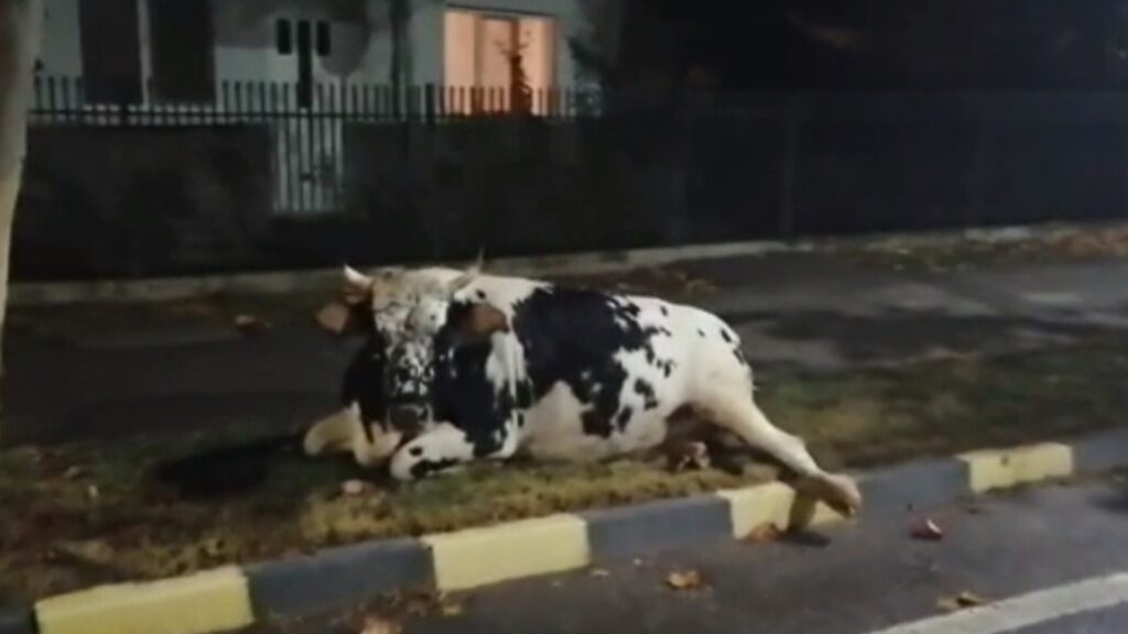  Iași – Accident rutier cu un BMW, o vacă și stăpâna ei implicate. Familia a făcut recurs pentru daune mai mari, dar a pierdut 170.000 euro: „Procent de vină mai mare”