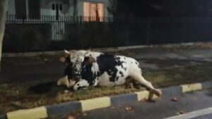 Iași - Accident rutier cu un BMW, o vacă și stăpâna ei implicate. Familia a făcut recurs pentru daune mai mari, dar a pierdut 170.000 euro: „Procent de vină mai mare”