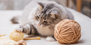 Corpurile străine liniare la pisici: de ce sunt atât de periculoase? (P)