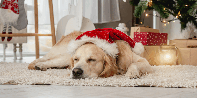 Cele mai comune urgențe veterinare în perioada sărbătorilor de iarnă: recomandări și metode de prevenție