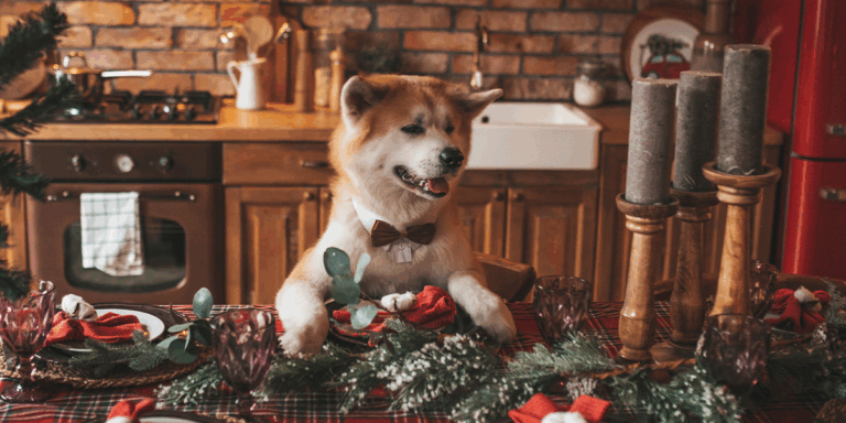Masă bogată de Crăciun: cele mai periculoase alimente pentru câini și pisici