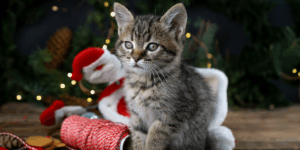 În perioada sărbătorilor de iarnă, Spitalul veterinar Arcadia Vet are program non-stop, cu linie de primiri urgențe