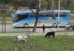 Peisaj pastoral, cu văcuțe ieșite la păscut, la numai câteva sute de metri de centrul Iașului. Prima imagine pe care o vad unii din cei veniți în city-break FOTO