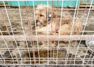 Afacerea morții din adăpostul care „sprijină câinii”. Mii de animale eutanasiate în 14 zile, sub numele unei asociații de protecție