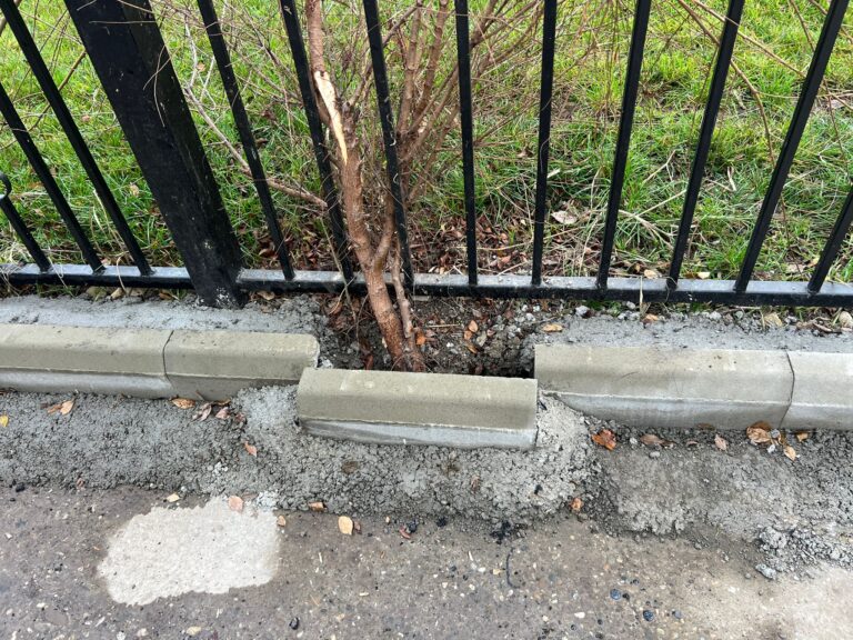 Dovada că și angajații Primăriei Iași au „suflet” – Bordură, mutată să lase locul unui vlăstar - FOTO