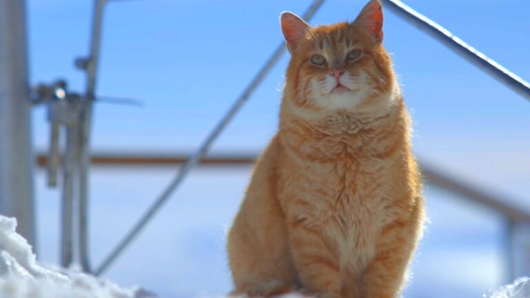 VIDEO | Povestea motanului Portocală, „micul străjer” de pe Vârful Toaca