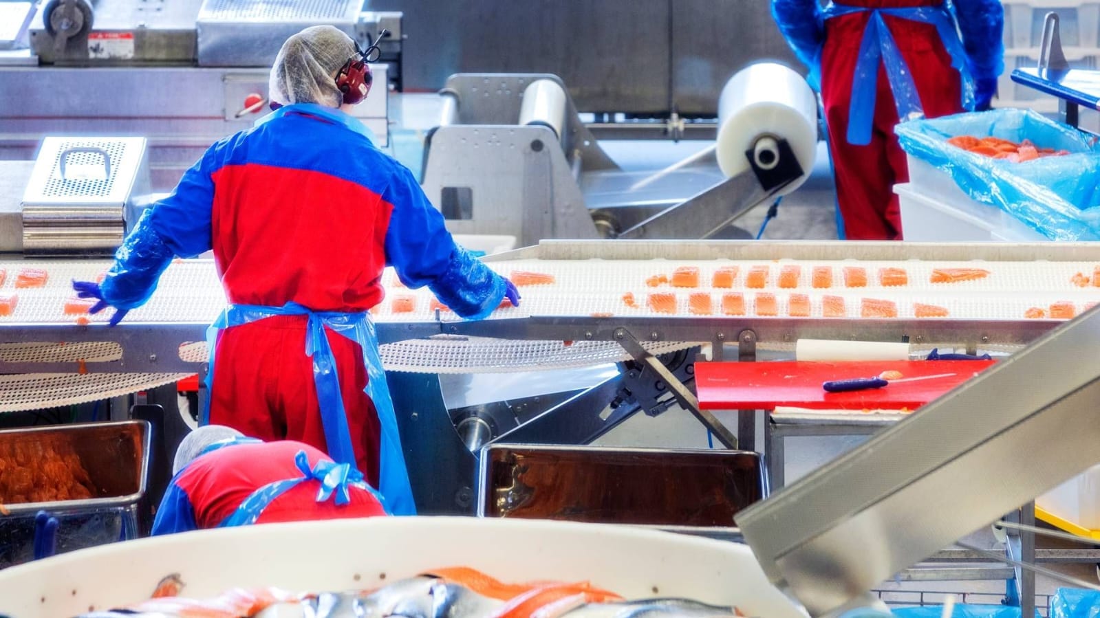  Salarii de până la 16.000 lei/lună pentru lucrătorii în producția de prelucrare a somonului, în Norvegia