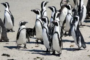 Africa de Sud - Pinguinii africani au fost victimele unei foamete în masă 