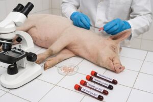 Unde puteți verifica dacă porcii sacrificați nu sunt infestați cu trichineloză și cât costă un examen