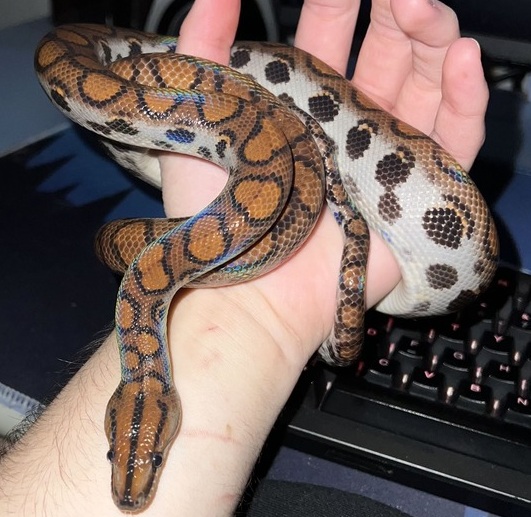 Crescătorie ilegală de reptile într-un apartament: șerpi, tarantule și vipere veninoase fără ser antiviperin în România - FOTO