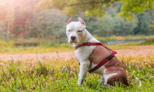 Incident grav: un bărbat mușcat de câinele fiului său, proprietarul cercetat penal