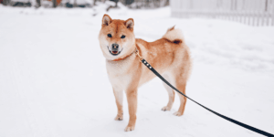 Plimbările cu animalele de companie în sezonul rece: sfaturi pentru siguranță și confort