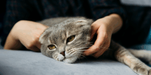 Top 10 urgențe în medicina veterinară: cum le recunoști?