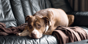 Cum recunoști durerea la câini și pisici: semne subtile pe care nu trebuie să le ignori