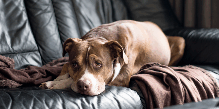 Cum recunoști durerea la câini și pisici: semne subtile pe care nu trebuie să le ignori