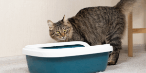 Blocajul urinar la motani: semne, cauze și tratament de urgență