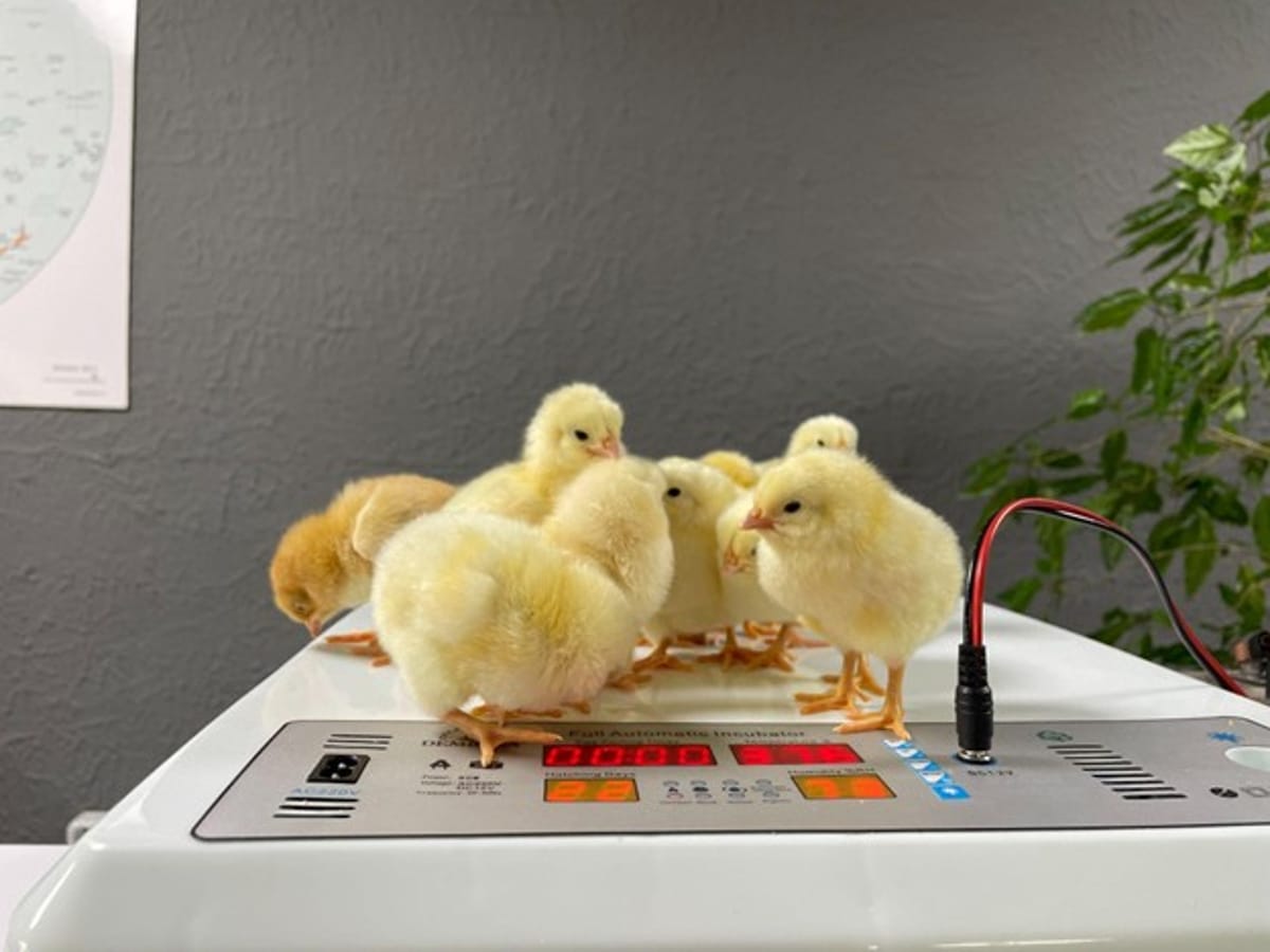  De ce este important un incubator de ouă cu control automat? (P)