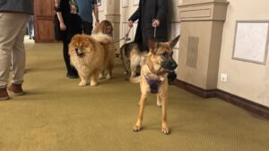 Trei povești frumoase despre adopție. Cum pot adopția și sterilizarea să rezolve definitiv problema câinilor fără stăpân? Conferință regională la Iași despre protecția animalelor