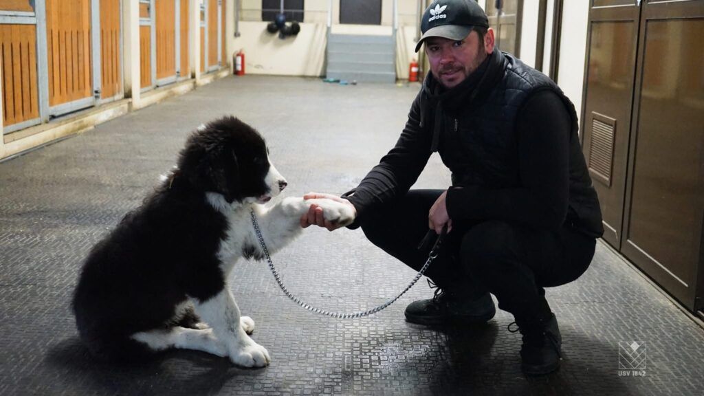  Pisici și iepuri printre caii de la Baza hipică a USV Iași. Animalele mici, noua atracție pentru copiii care vin la echitație