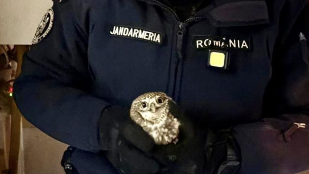  Intervenție inedită a jandarmilor: Un botoșănean s-a trezit cu o bufniță în bucătărie