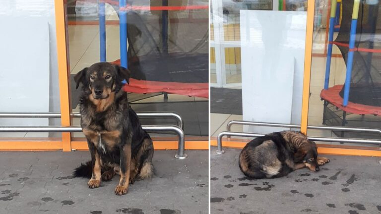 Hachiko de România: Cățelul unei femei ucise pe șinele de tren își caută stăpâna pe străzile din Oradea