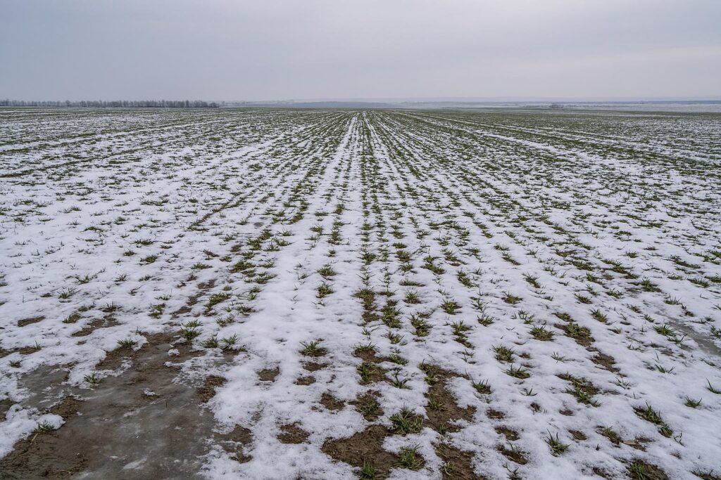  Iarna aduce apă, dar piața aduce pierderi. Exasperați de prețurile mici, fermierii din Iași își schimbă culturile pentru 2026