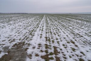 Iarna aduce apă, dar piața aduce pierderi. Exasperați de prețurile mici, fermierii din Iași își schimbă culturile pentru 2026