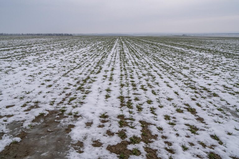 Iarna aduce apă, dar piața aduce pierderi. Exasperați de prețurile mici, fermierii din Iași își schimbă culturile pentru 2026