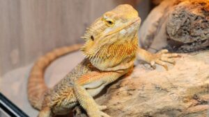 Expoziție de tarantule și reptile vii la Palas Mall. Exemplar de 25 cm: tarantula Pamphobeteus Mascara