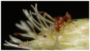 „Furnica electrică”, o specie invazivă care amenință să se răspândească în Franța