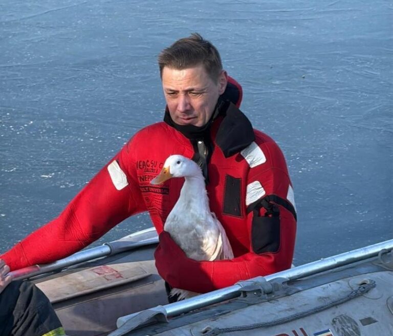 VIDEO | Intervenţie inedită la Tulcea. Pompierii au salvat o raţă rămasă captivă în gheaţă