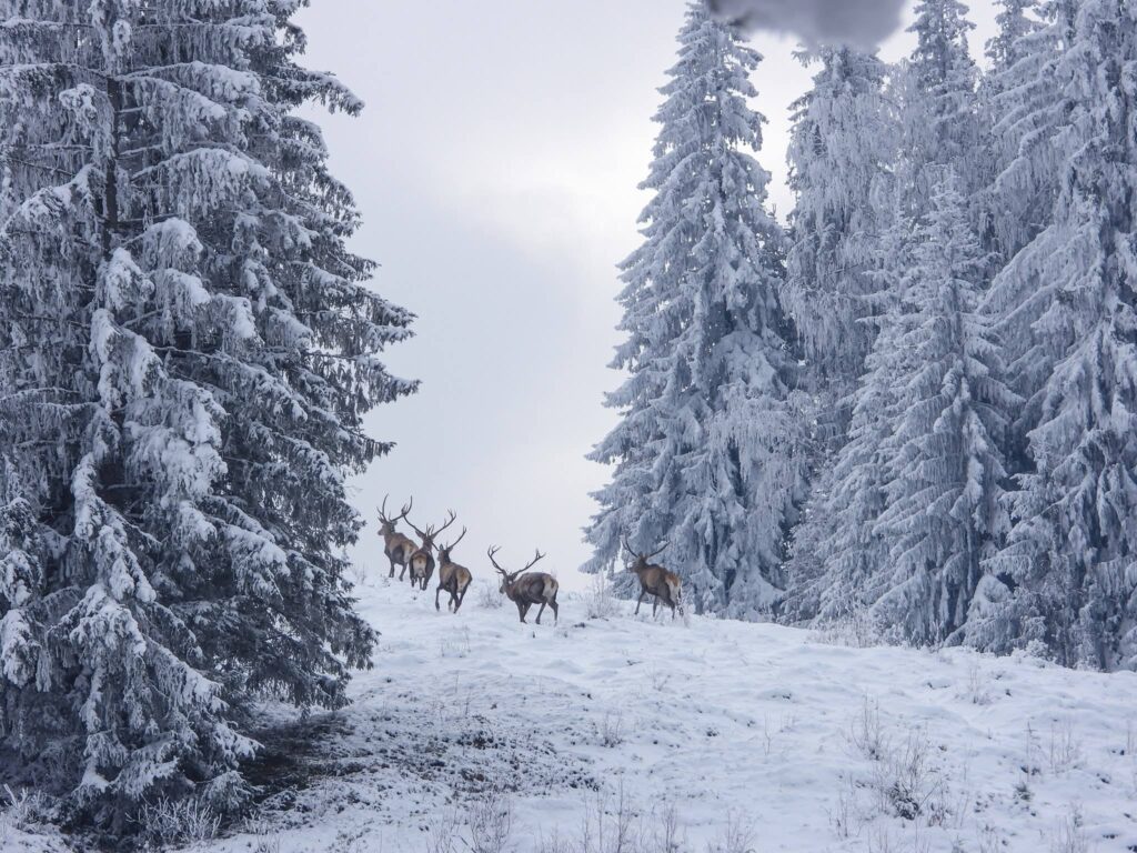  FOTO | Cerbi surprinși în Munții Rarău, într-un peisaj de iarnă din Bucovina