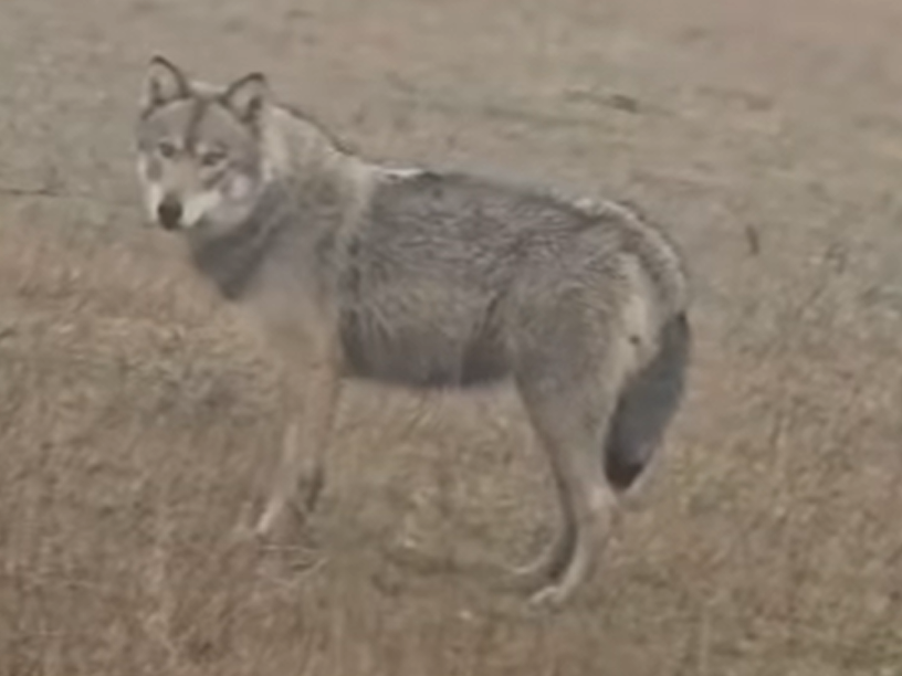  VIDEO | Imagini rarisime: lup filmat în judetul Iași, o premieră a ultimilor zeci de ani