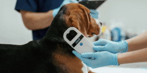 Microciparea câinilor în România: o obligație legală?